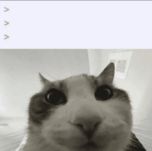 cat-looks-inside