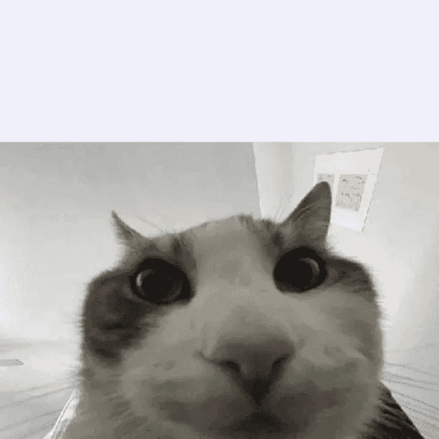 cat-looks-inside