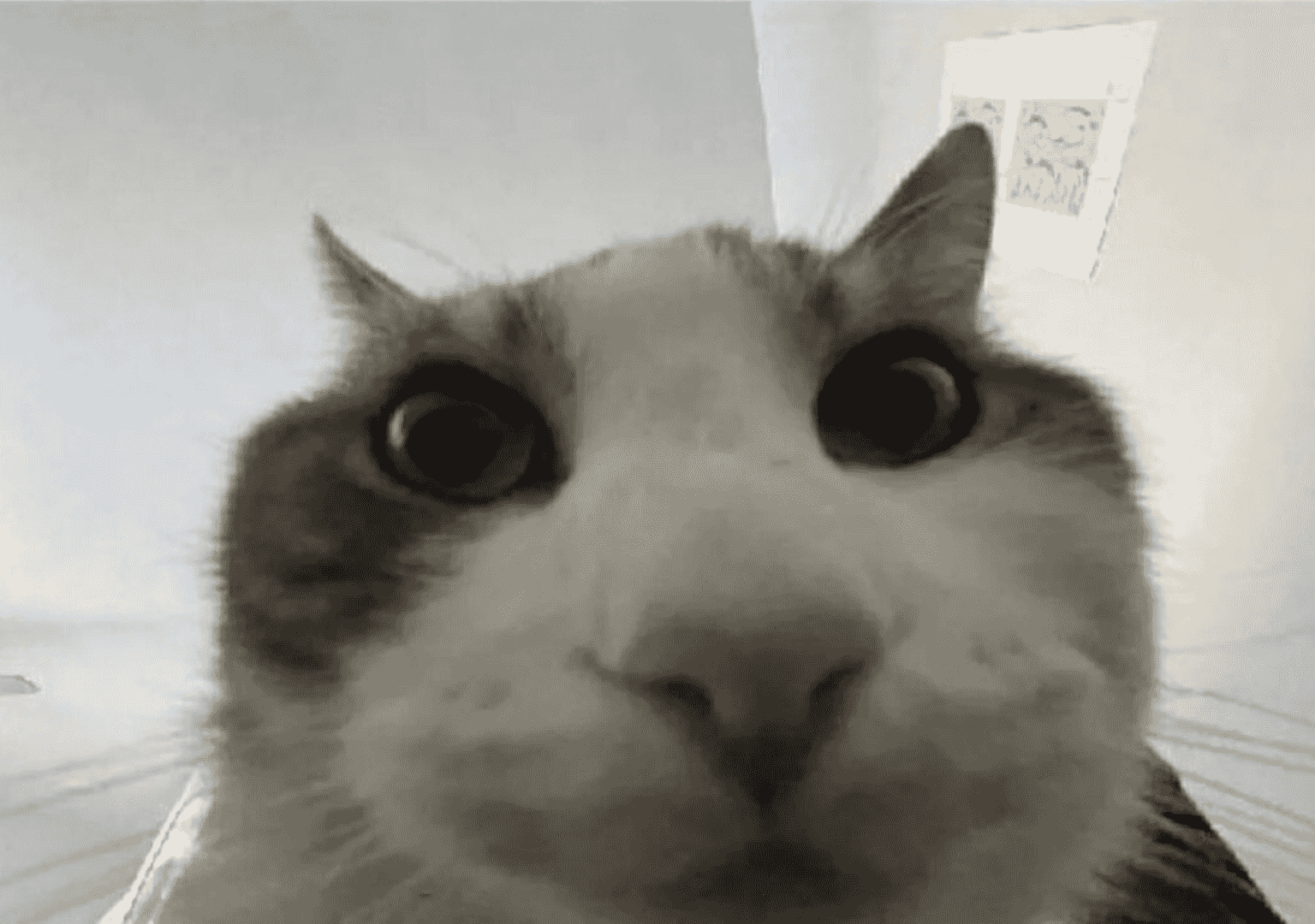 cat-looks-inside