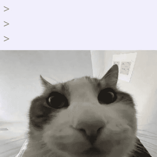 cat-looks-inside