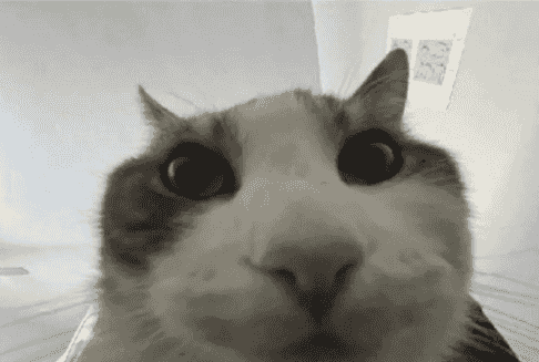 cat-looks-inside