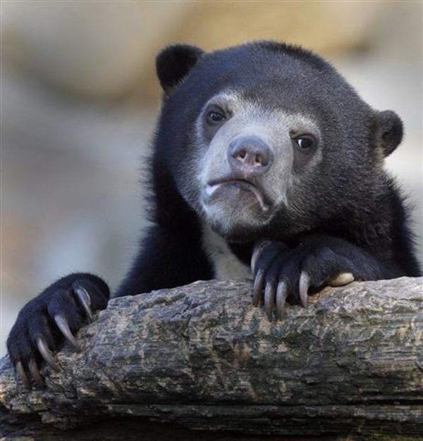 confession-bear