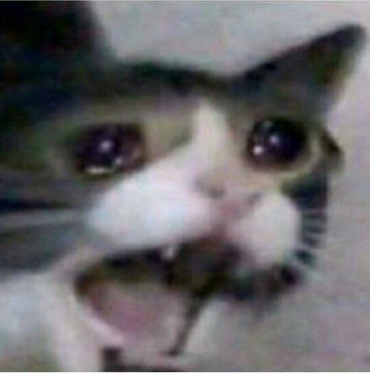 Crying Cat Meme Generator Crying Cat Meme Generator