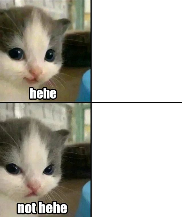 cute-cat