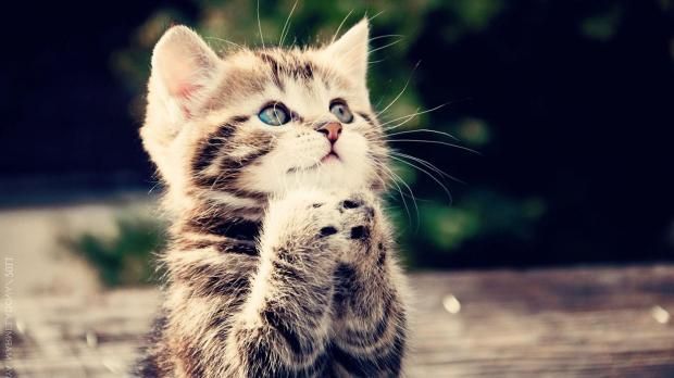 cute-cat
