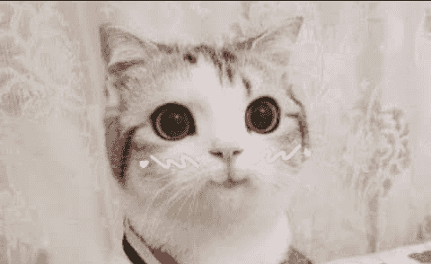 cute-cat