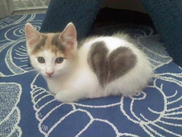 cute-cat