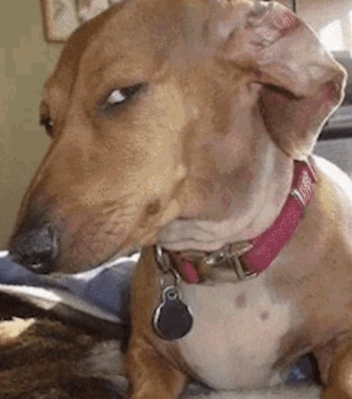 dog-side-eye