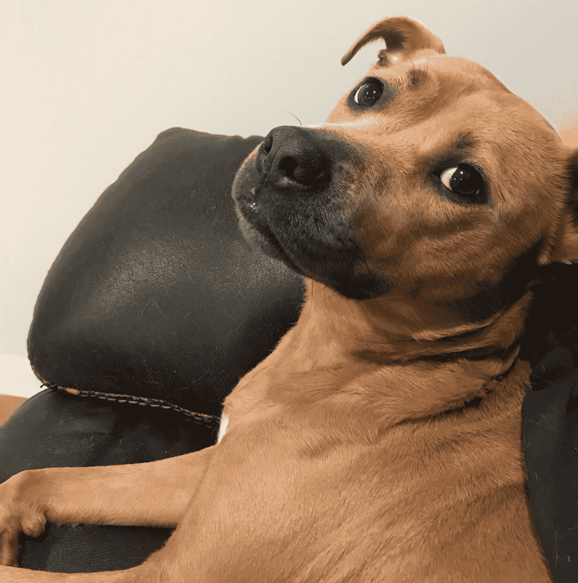 dog-side-eye