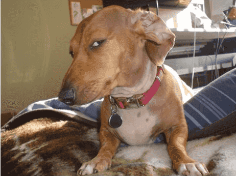 dog-side-eye