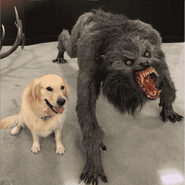 dog-vs-werewolf