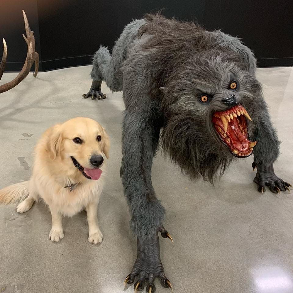 dog-vs-werewolf