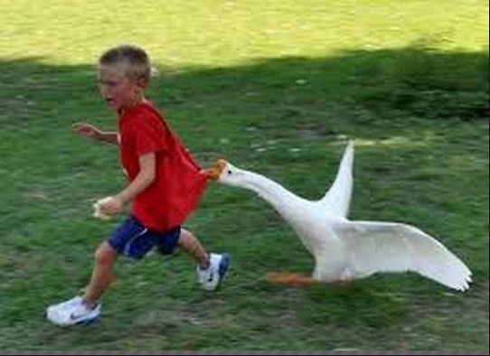 goose-chase
