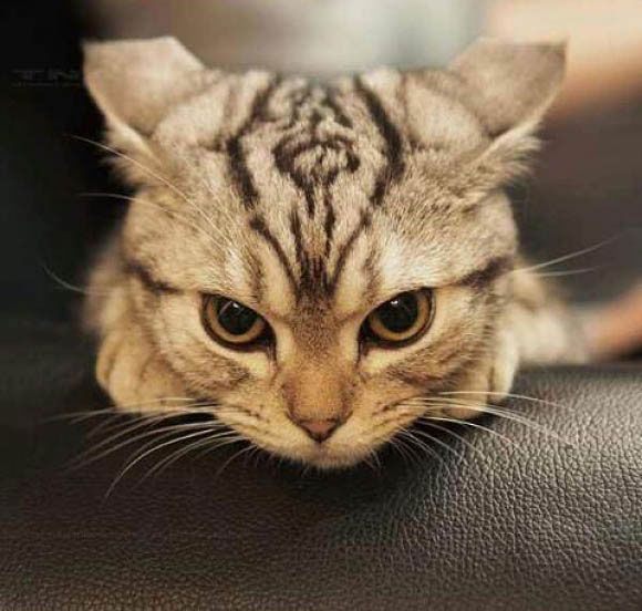 grrrr