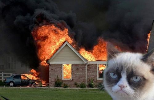 grumpy-cat