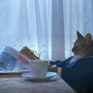 i-should-buy-a-boat-cat