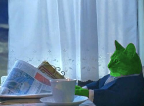 i-should-buy-a-boat-cat