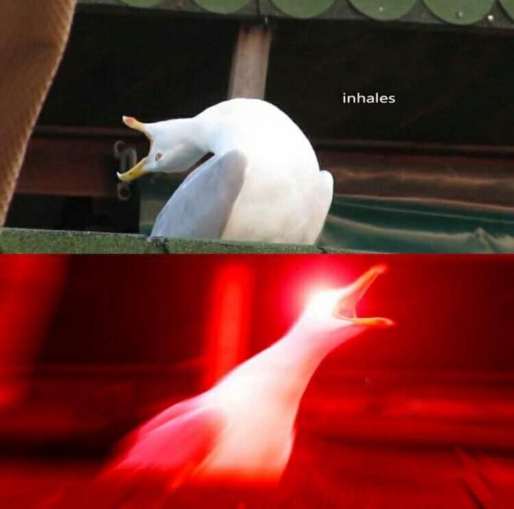 inhaling-seagull