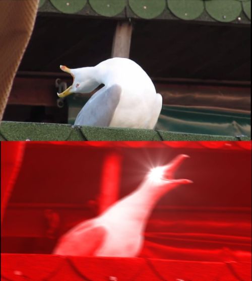 inhaling-seagull