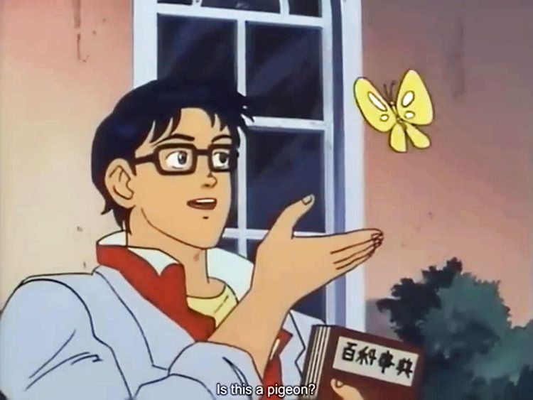 is-this-a-pigeon