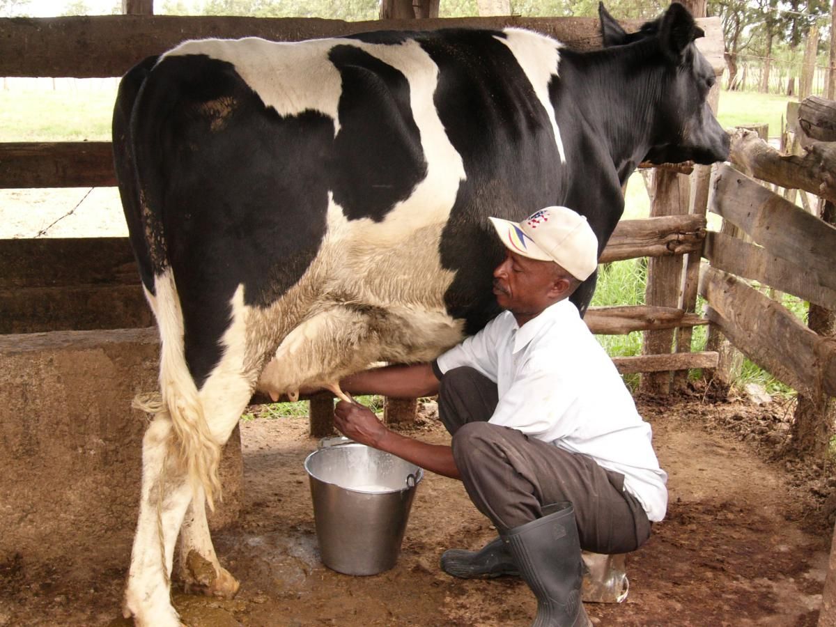 milking-the-cow
