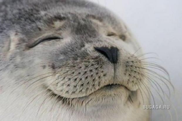 satisfied-seal