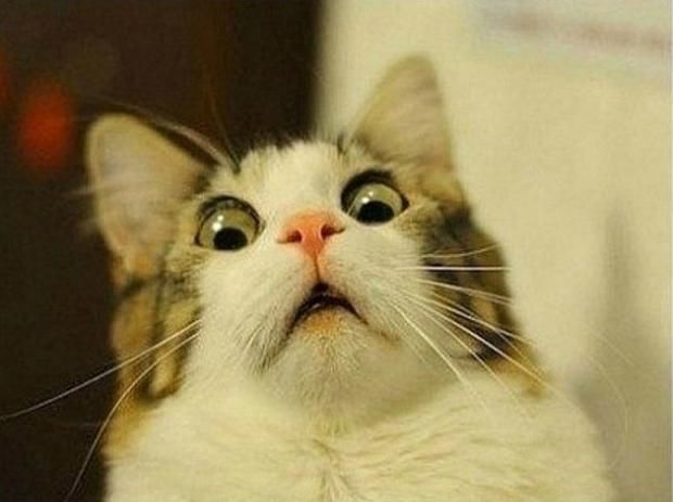 scared-cat
