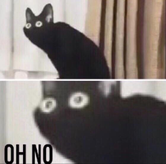 scared-cat