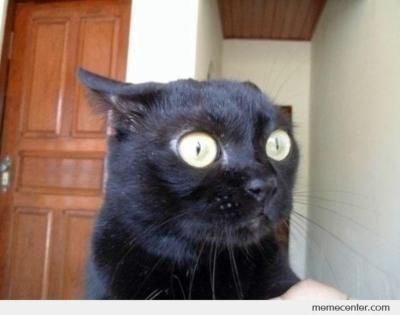 scared-cat