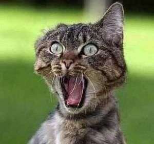 scared-cat