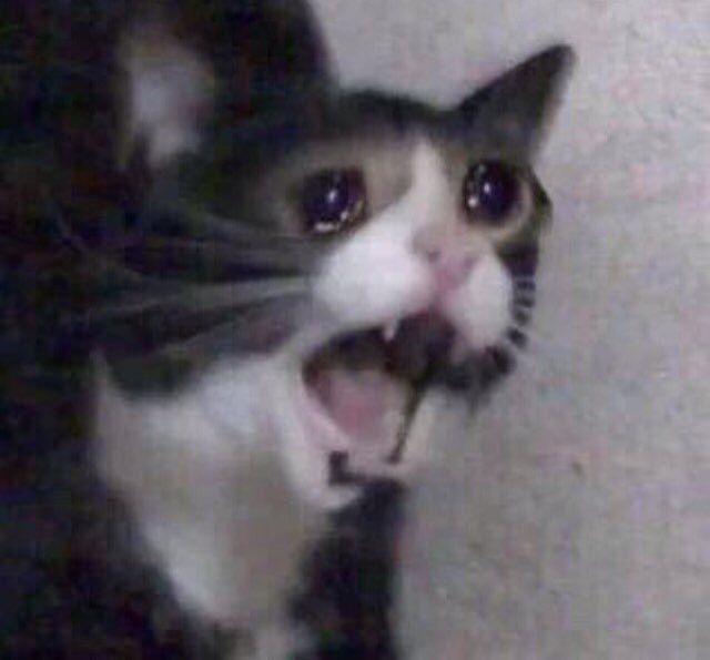 scared-cat