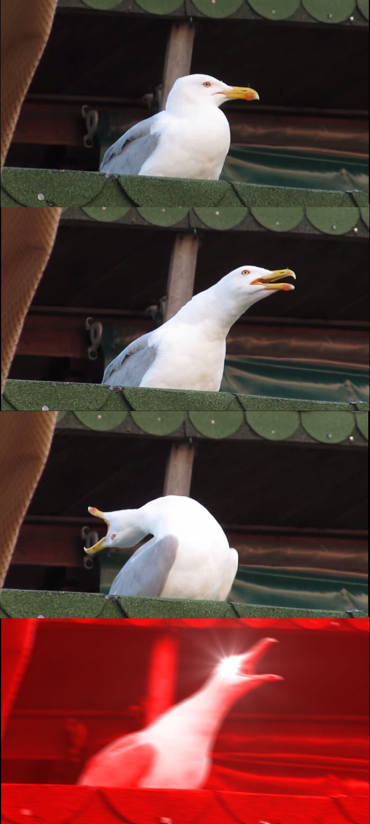 screaming-seagull