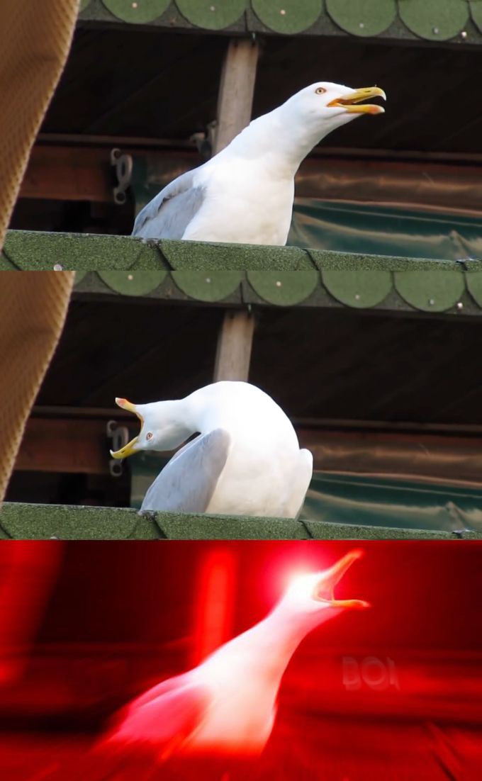 screaming-seagull