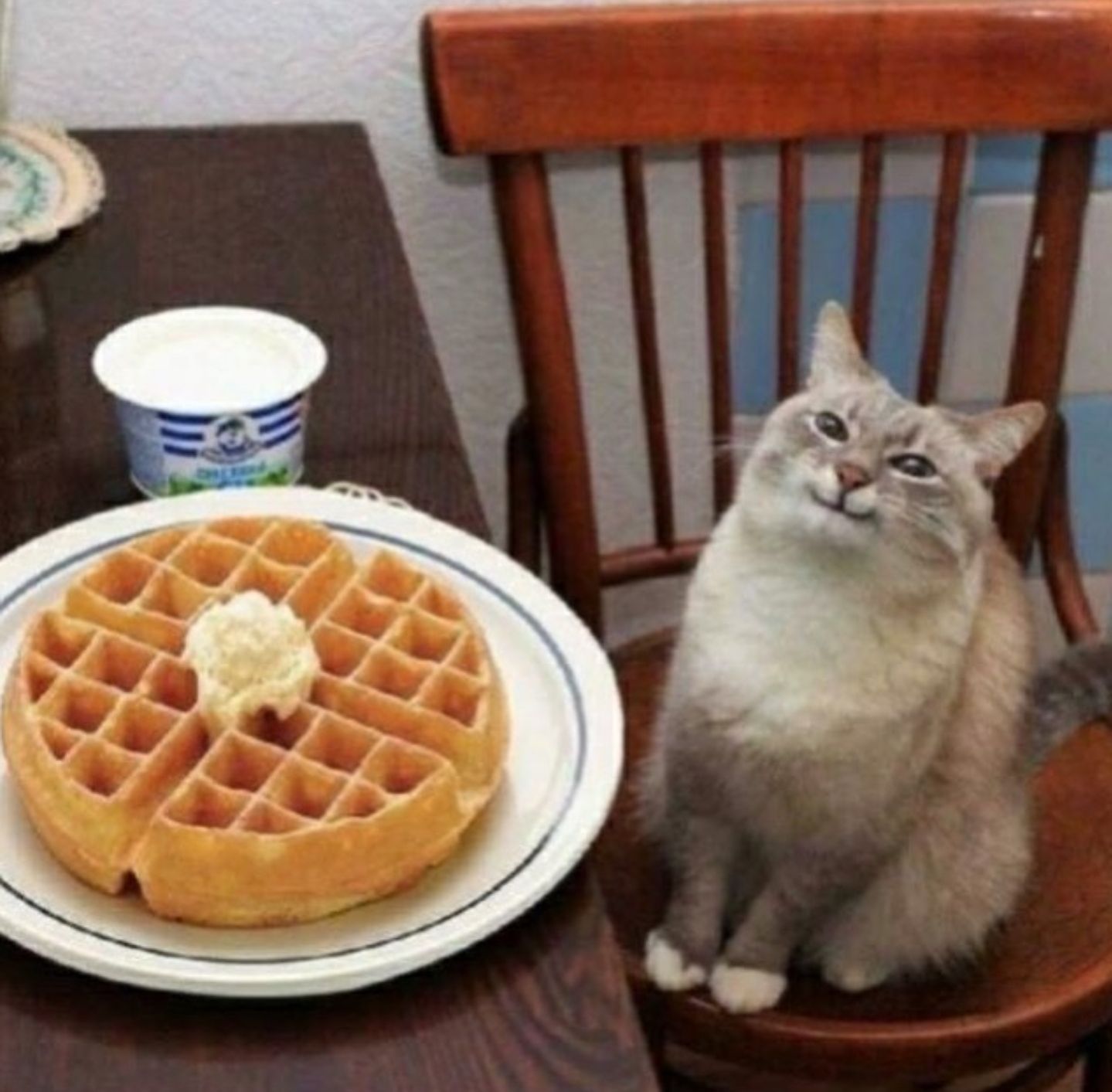 smiling-cat