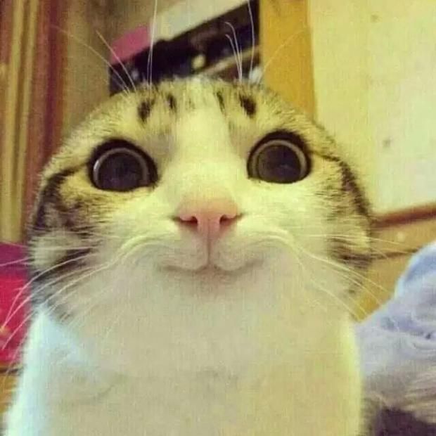 smiling-cat