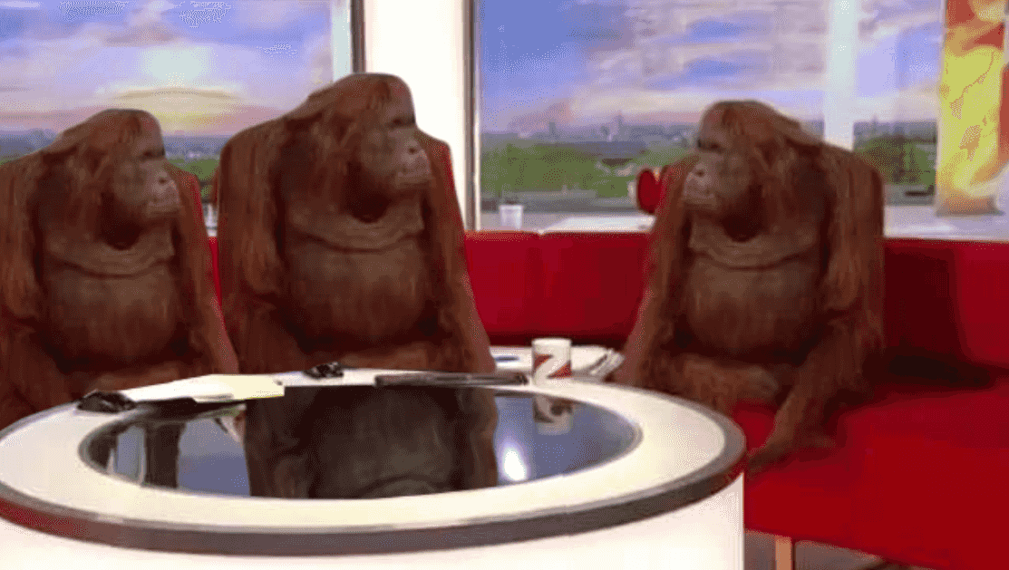 where-monkey